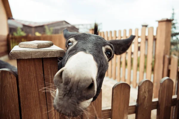 Donkey — Stock Photo