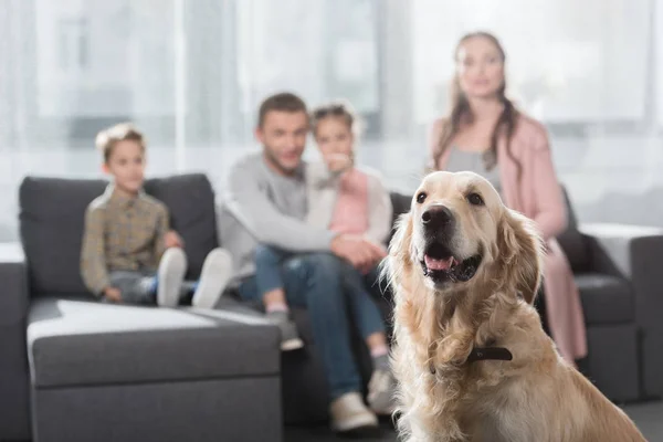 Hund im Vordergrund — Stockfoto