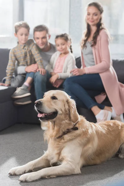 Perro acostado en el suelo - foto de stock