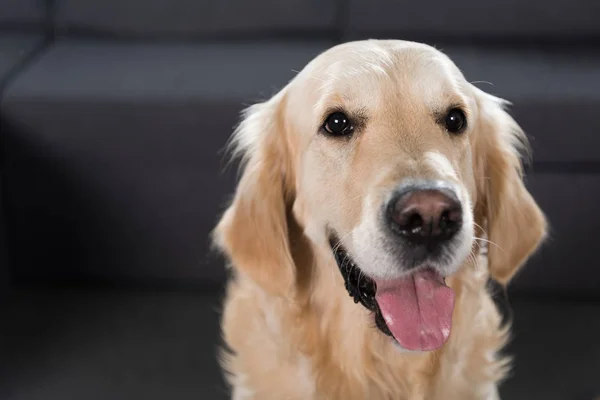 Perro perdiguero de oro - foto de stock