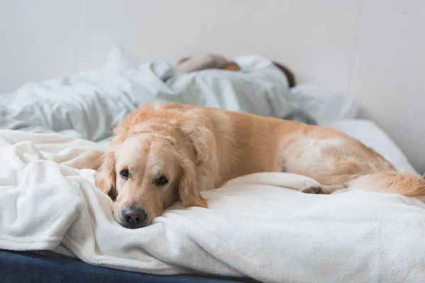 Dog lying on bed with couple — Stock Photo