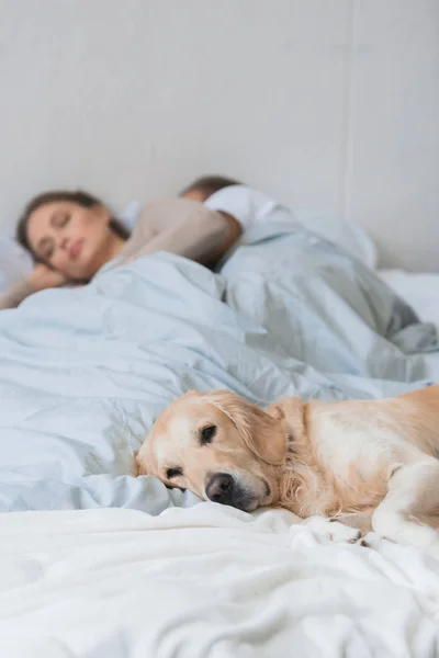 Chien dormant sur le lit avec jeune couple — Photo de stock