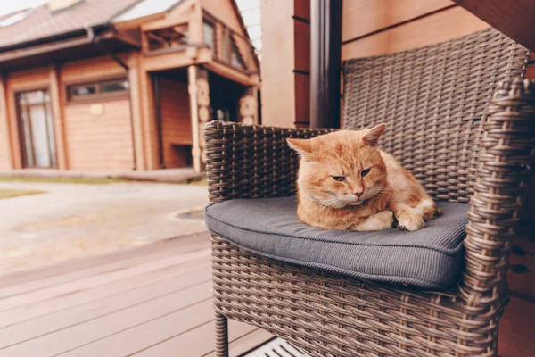 Schläfrige Katze liegt auf Stuhl — Stockfoto