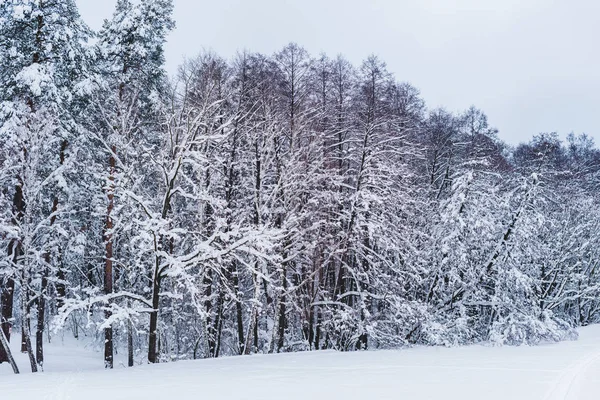 Vista panorámica de los árboles cubiertos de nieve en el parque de invierno - foto de stock