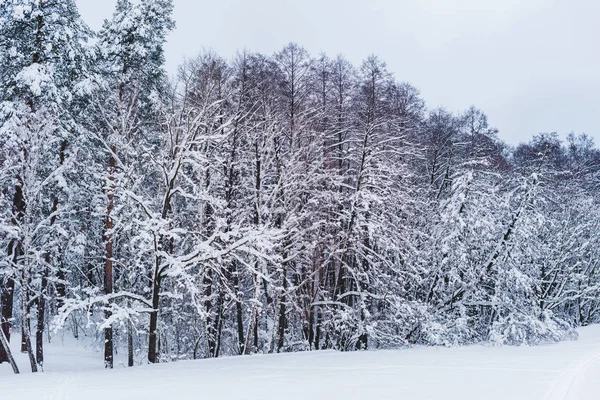 Scenic view of snow covered trees in winter park — Stock Photo