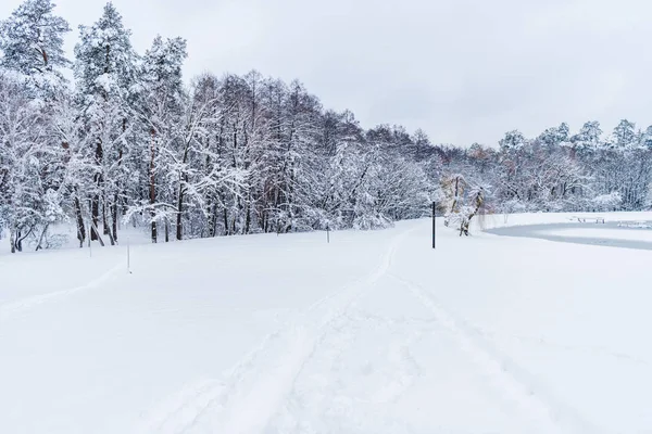 Hermoso paisaje de árboles cubiertos de nieve en el parque de invierno - foto de stock