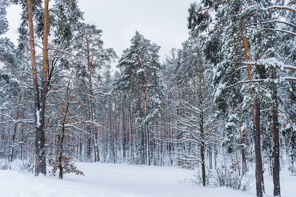 Scenic view of beautiful snow covered trees in winter park — Stock Photo