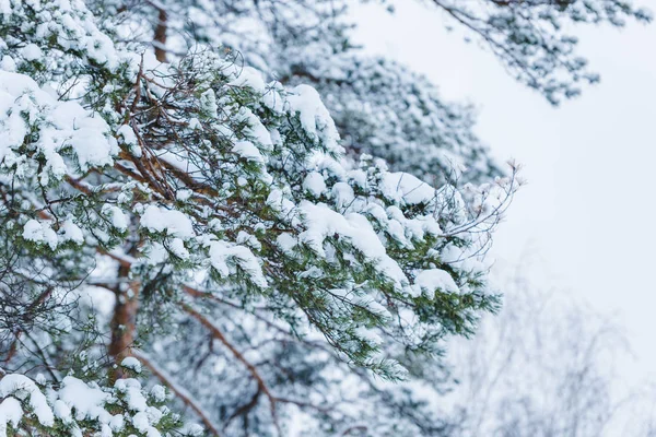 Vue rapprochée des branches enneigées dans le parc d'hiver — Photo de stock
