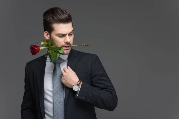 Hombre guapo en traje sosteniendo rosa roja en la boca, aislado en gris - foto de stock