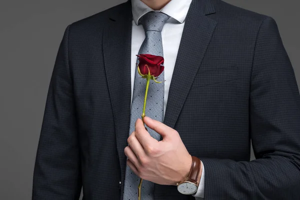 Vista recortada del hombre en traje sosteniendo rosa roja, aislado en gris - foto de stock