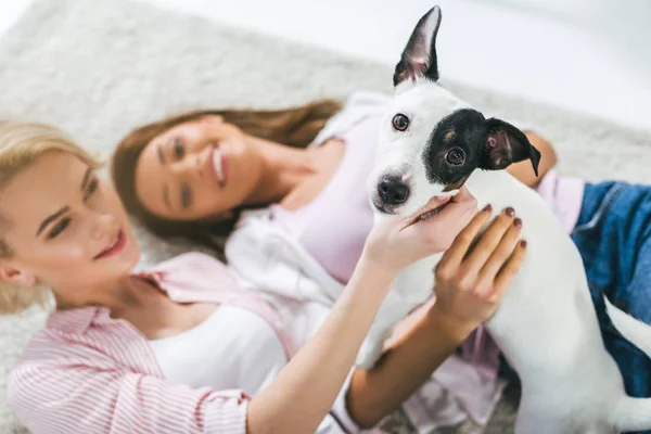 Top view of girls with jack russell terrier dog at home — Stock Photo