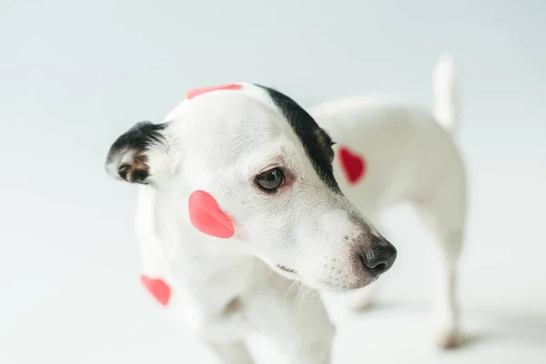 Jack Russell terrier cão em corações vermelhos para o dia dos namorados, no branco — Fotografia de Stock