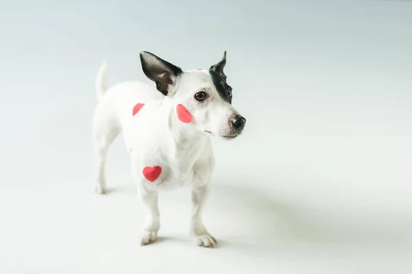 Perro divertido en corazones rojos para el día de San Valentín, en blanco - foto de stock