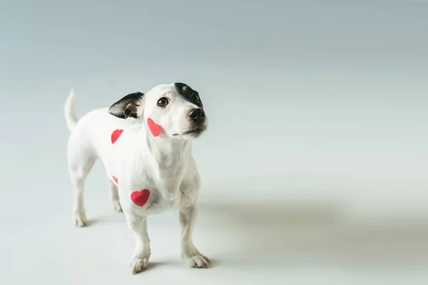 Jack Russell terrier en los corazones rojos para el día de San Valentín, en blanco - foto de stock