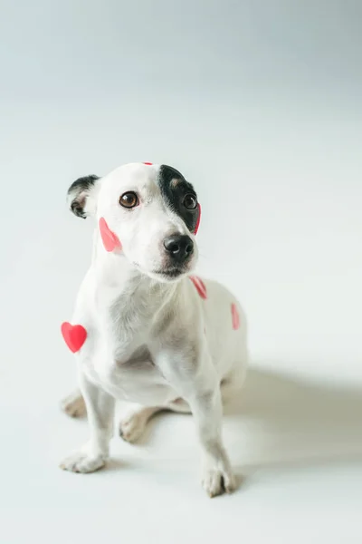 Jack russell terrier dog in red hearts for valentines day, on white — Stock Photo