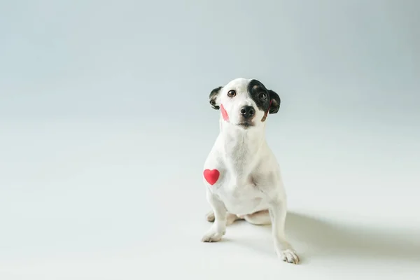 Lindo gato russell terrier perro en rojo corazones, en blanco - foto de stock