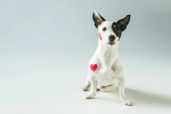 Divertido gato russell terrier perro en rojo corazones, en blanco - foto de stock