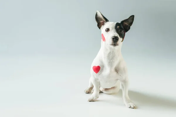 Funny jack russell terrier dog in red hearts, on white — Stock Photo