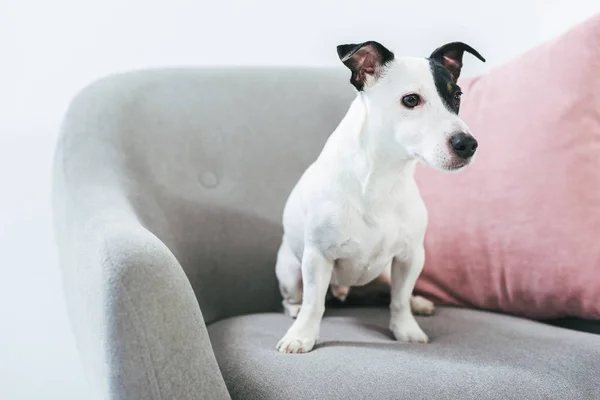 Jack Russell terrier cão sentado em poltrona com travesseiro — Fotografia de Stock