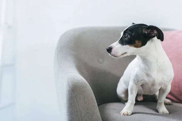 Jack Russell terrier cão sentado em poltrona — Fotografia de Stock