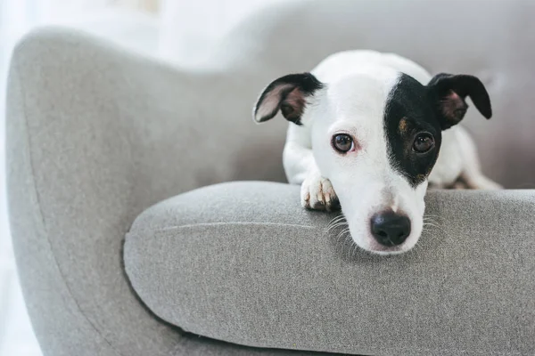 Triste jack russell terrier perro acostado en sillón - foto de stock