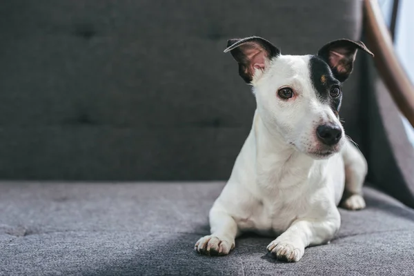 Jack Russell Terrier Hund liegt auf Sessel — Stockfoto