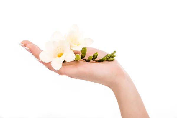 Partial view of female hand holding freesia, isolated on white — Stock Photo