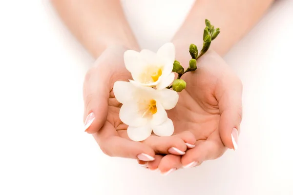 Cropped view of hands holding freesia, isolated on white — Stock Photo