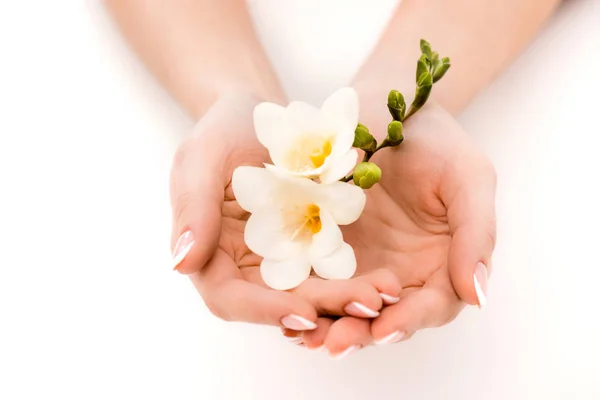 Vista cortada de mãos segurando freesia, isolado em branco — Fotografia de Stock