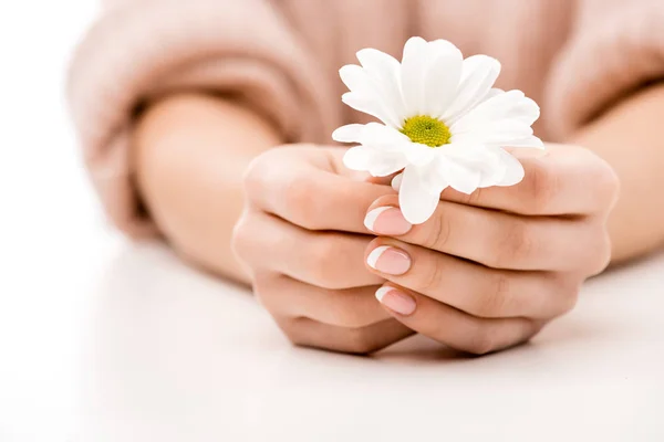 Vista recortada de la mujer con manicura natural que sostiene la margarita, aislado en blanco - foto de stock