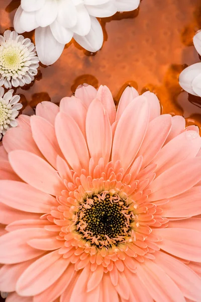 Top view of daisies and gerbera flower in metalic plate for spa procedure — Stock Photo