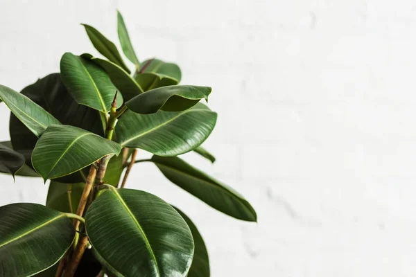 Figo de borracha Ficus elastica planta com folhas verdes por parede branca — Fotografia de Stock