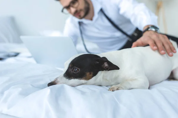 Jack russell terrier cão deitado na cama, homem usando laptop atrás — Fotografia de Stock