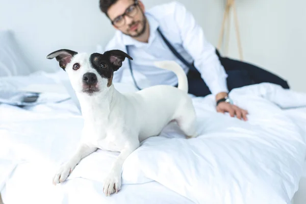 Смішний джек-російський тер'єр собака лежить на ліжку з чоловіком позаду — стокове фото