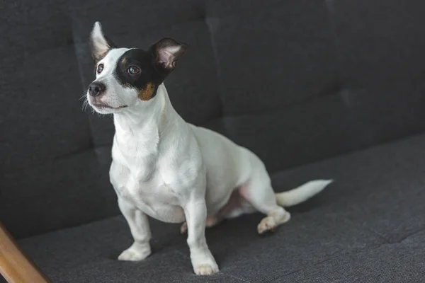 Engraçado jack russell terrier cão sentado no sofá em casa — Fotografia de Stock