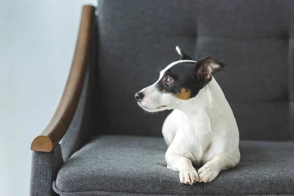 Jack russell terrier dog lying on sofa at home — Stock Photo