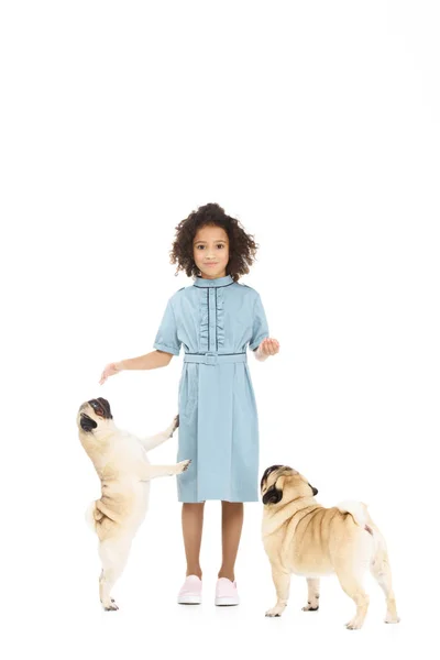 Beautiful little child with pug puppies isolated on white — Stock Photo