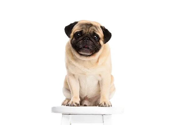 Lindo pequeño pug sentado en silla aislado en blanco - foto de stock