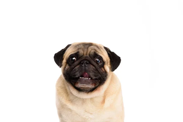 Adorable little pug isolated on white — Stock Photo