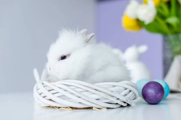 Conejo en el nido por huevos de Pascua de colores en la mesa - foto de stock