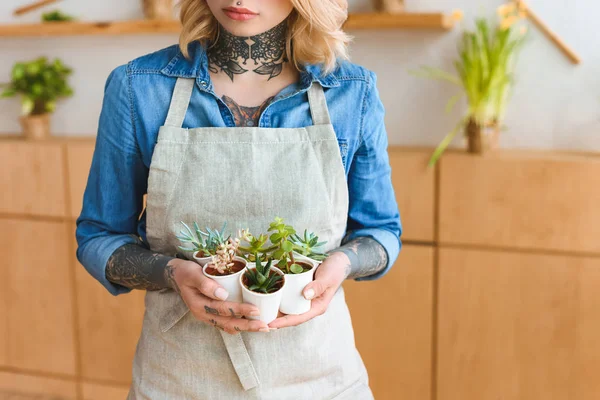 Plan recadré de fleuriste dans tablier tenant en pot succulents — Photo de stock