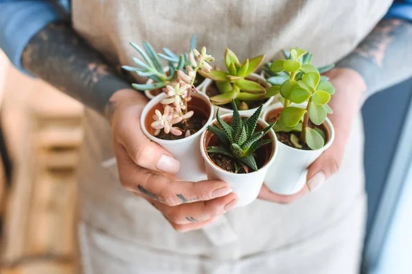 Close-up partial view of florist holding beautiful green succulents in pots — Stock Photo