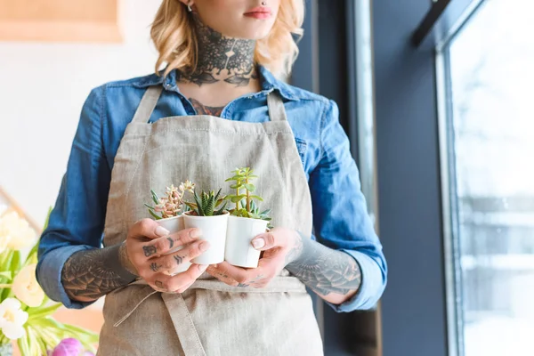 Cropped shot of florist in apron holding beautiful succulents in pots — Stock Photo