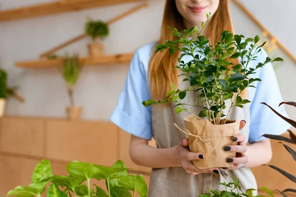 Recortado disparo de sonriente florista joven sosteniendo planta de interior verde en la tienda de flores - foto de stock