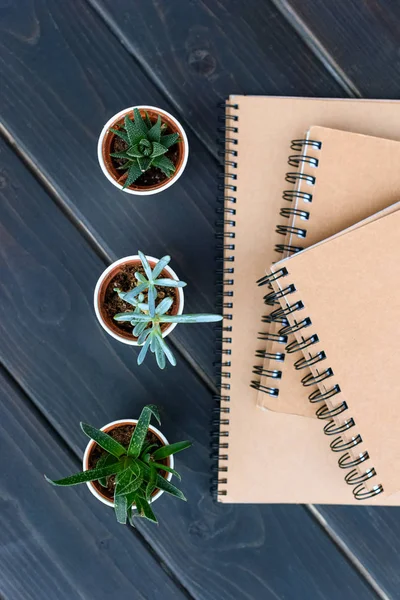 Top view of green succulents in pots and notebooks on wooden surface — Stock Photo