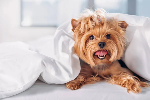 Close up view of cute little yorkshire terrier lying on bed covered with blanket — Stock Photo