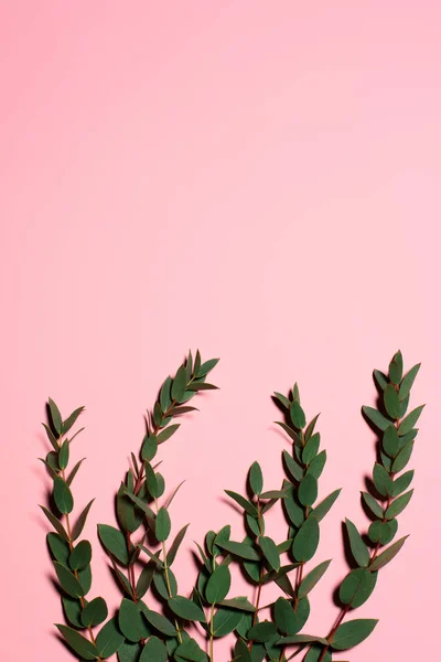 Vista superior de folhas verdes na superfície rosa — Fotografia de Stock