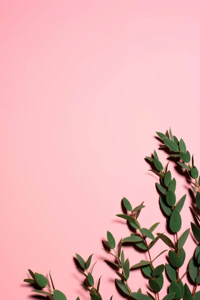 Vue de dessus des branches avec des feuilles vertes sur la surface rose — Photo de stock