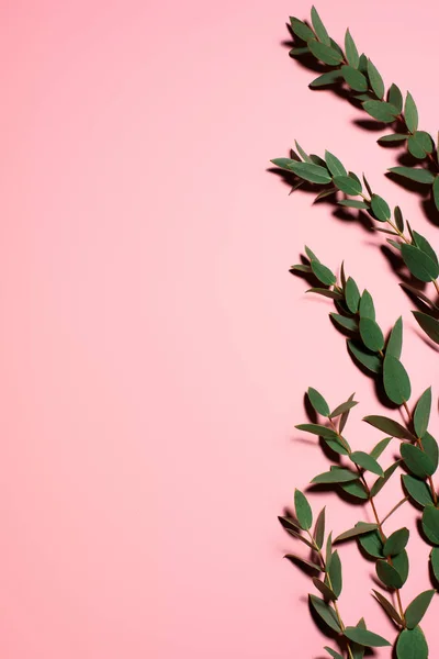 Вид сверху на красивые зеленые листья на розовой поверхности — стоковое фото