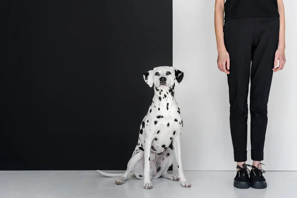 Immagine ritagliata di donna elegante in abiti neri in piedi vicino alla parete in bianco e nero con cane dalmata — Foto stock